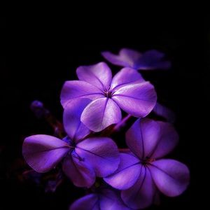 Meet your Posher, Suzanne